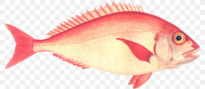 Northern Red Snapper Red Seabream Fish Products Perch, PNG, 784x357px, Northern Red Snapper, Fauna, Fish, Fish Products, Fishing Download Free