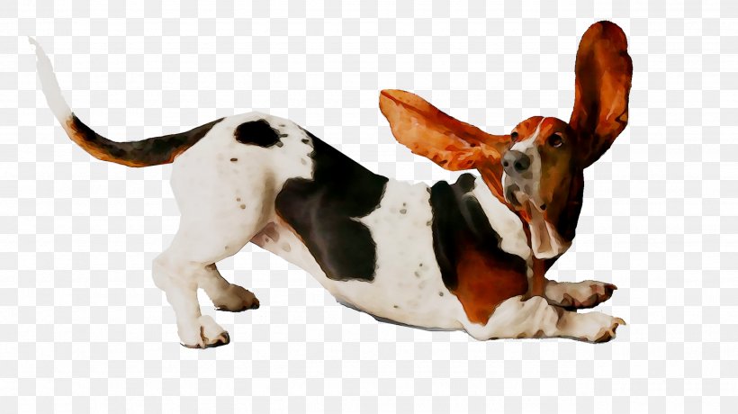 Basset Hound Beagle English Foxhound Harrier Treeing Walker Coonhound, PNG, 2565x1442px, Basset Hound, American Foxhound, Animal Figure, Artois Hound, Beagle Download Free