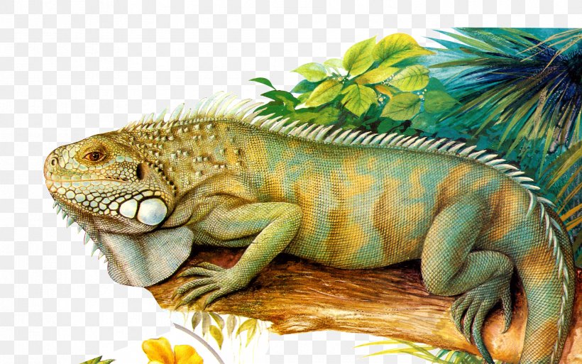 Common Iguanas Chameleons Reptile, PNG, 2446x1531px, Common Iguanas, Animal, Chameleons, Fauna, Iguana Download Free