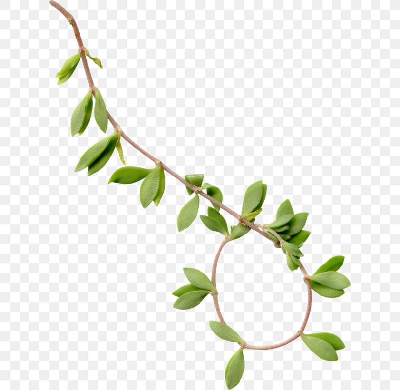 Leaf Tree Branch, PNG, 620x800px, Leaf, Branch, Flower, Flowering Plant, Plant Download Free