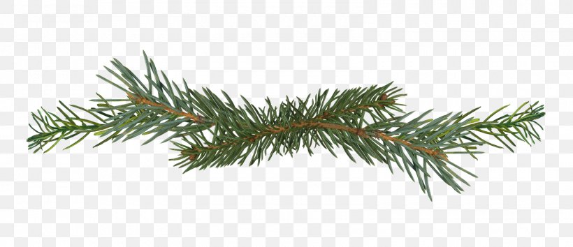 Salix Matsudana Pine Branch Conifer Cone, PNG, 1600x691px, Salix Matsudana, Branch, Christmas Ornament, Christmas Tree, Conifer Download Free