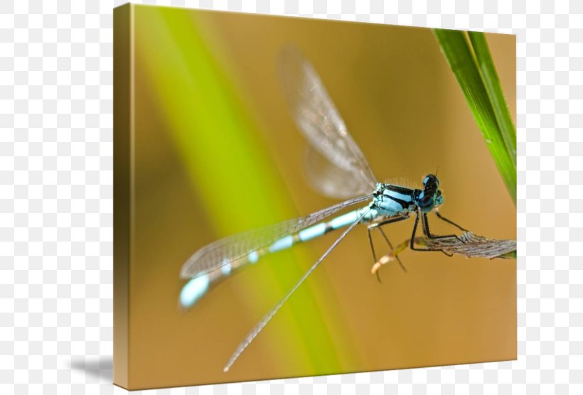 Dragonfly Damselflies Macro Photography, PNG, 650x556px, Dragonfly, Arthropod, Damselflies, Damselfly, Dragonflies And Damseflies Download Free