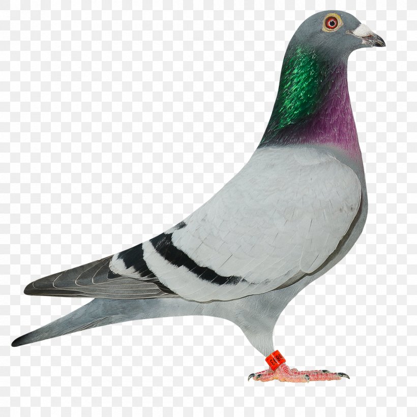 roller pigeons drawing