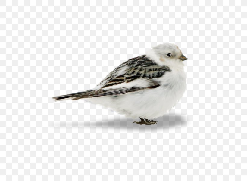 Bird Sparrow, PNG, 600x600px, Bird, Beak, Emberizidae, Fauna, Feather Download Free