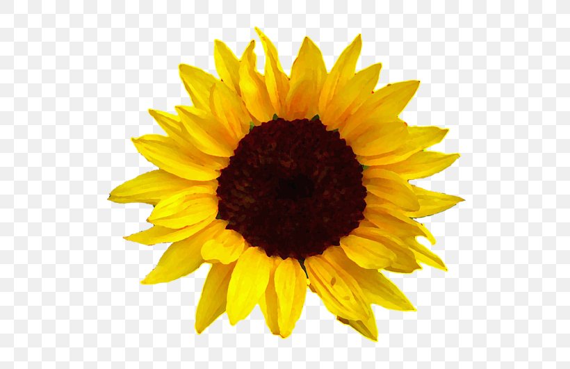 Common Sunflower Sunflower Oil Clip Art, PNG, 600x531px, Common Sunflower, Daisy Family, Flower, Flowering Plant, Image File Formats Download Free