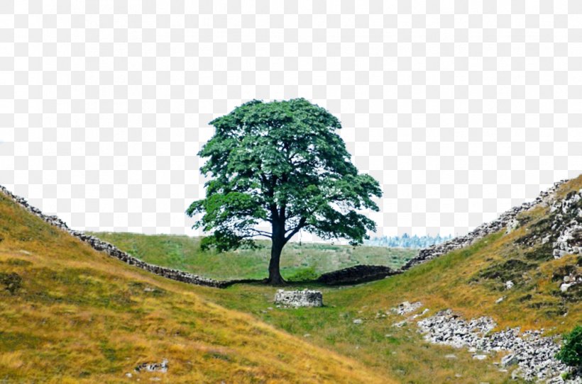 Hadrians Wall Path Branch Roman Empire Hill, PNG, 1016x672px, Branch, Biome, Ecosystem, Grass, Grassland Download Free