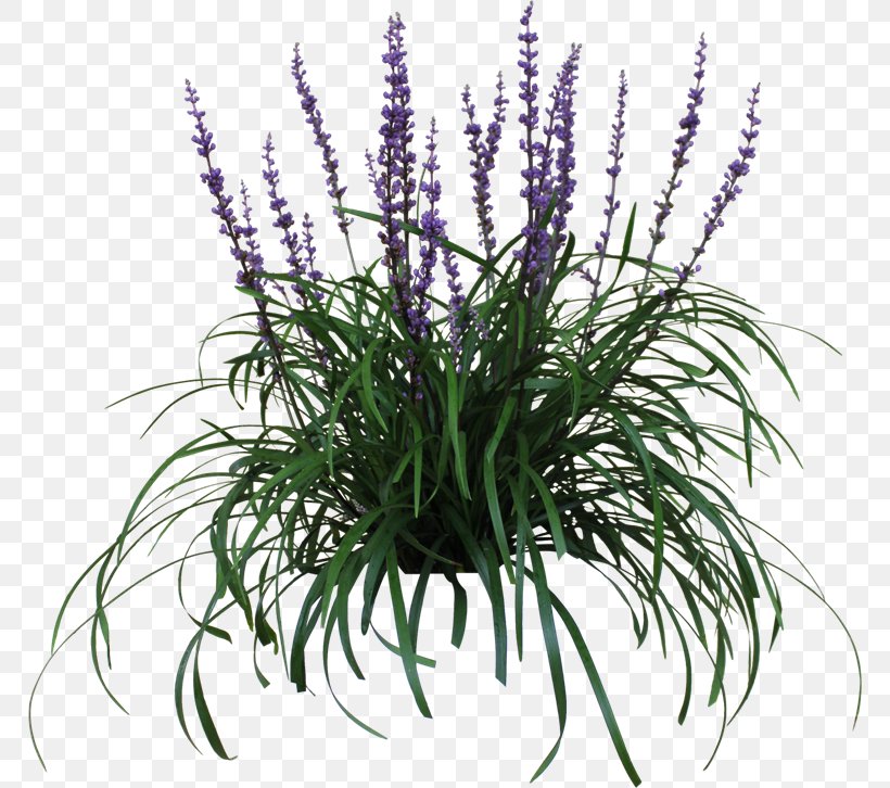 Lily Turf Plant Grape Hyacinth Garden Flower, PNG, 768x726px, Lily Turf, Evergreen, Flower, Flowering Plant, Flowerpot Download Free
