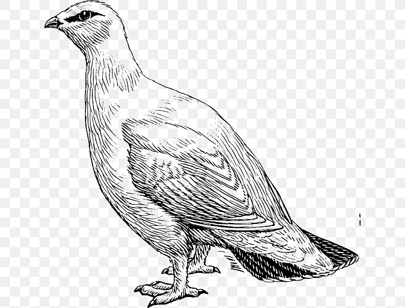 Bird Willow Ptarmigan Rock Ptarmigan Drawing, PNG, 640x623px, Bird, Art, Beak, Black And White, Chicken Download Free