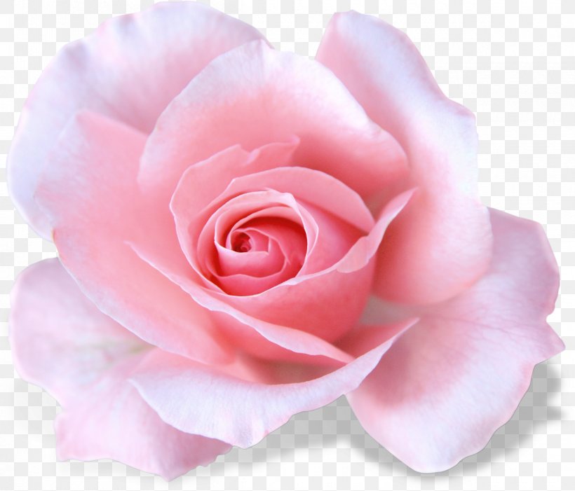 Garden Roses White, PNG, 1200x1027px, Garden Roses, Color, Cut Flowers, Digital Image, Floribunda Download Free