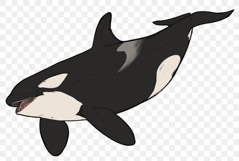 Killer Whale Dolphin Wildlife Animal, PNG, 1037x702px, Killer Whale, Animal, Animated Cartoon, Dolphin, Fauna Download Free