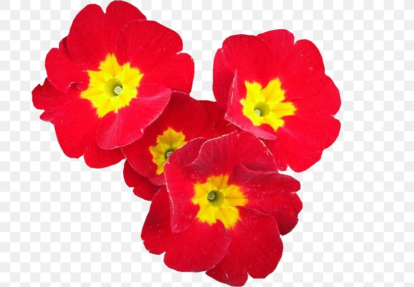 Red Flower Yellow No Petal, PNG, 697x569px, Red, Annual Plant, Blue, Cmyk Color Model, Color Download Free
