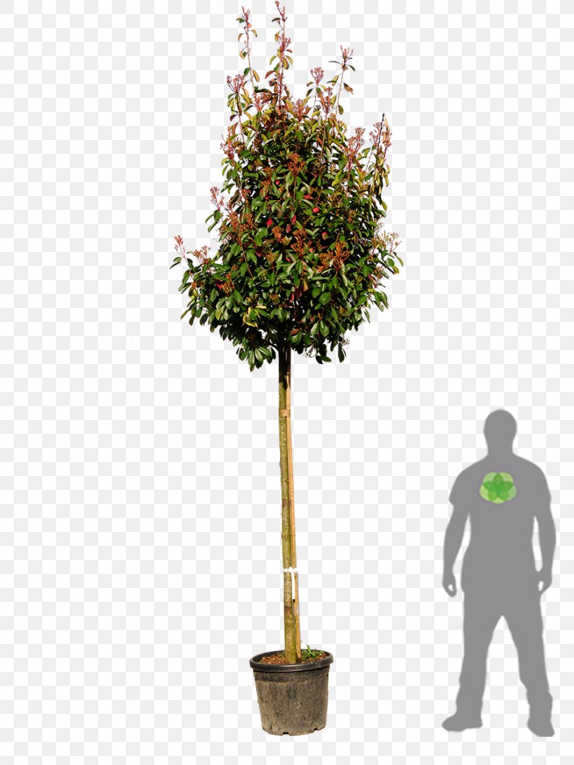 Red Tip Photinia Embryophyta Garden Shrub Tree, PNG, 900x1200px, Red Tip Photinia, Branch, Embryophyta, Evergreen, Flowerpot Download Free