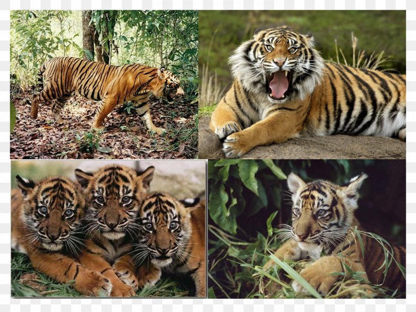 Sumatran Tiger Javan Tiger Lion Biology, PNG, 1502x1127px, Sumatra, Animal, Big Cat, Big Cats, Biology Download Free
