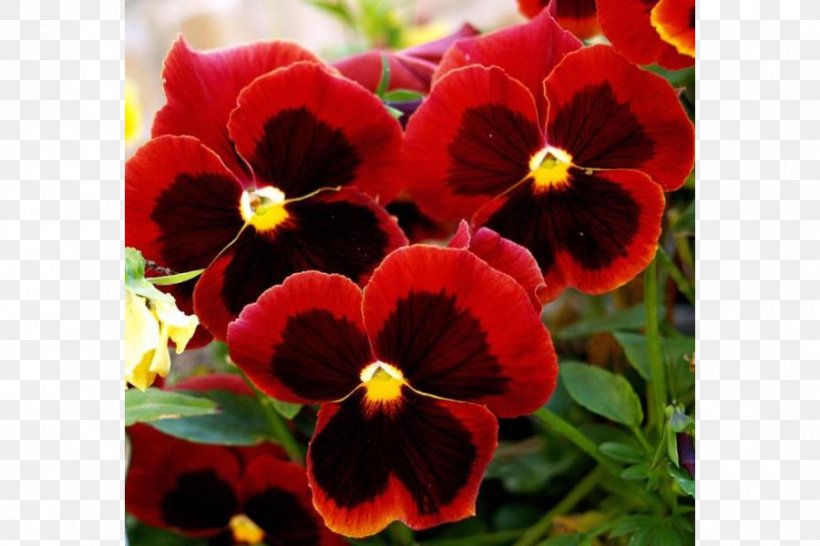 Wild Pansy Love Edible Flower Plant, PNG, 900x600px, Wild Pansy, Annual Plant, Edible Flower, Filtro, Flower Download Free