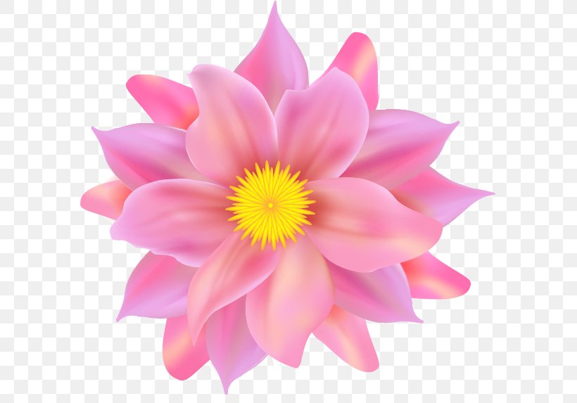 Flower Petal Pink, PNG, 591x573px, Flower, Annual Plant, Aquatic Plant, Close Up, Color Download Free