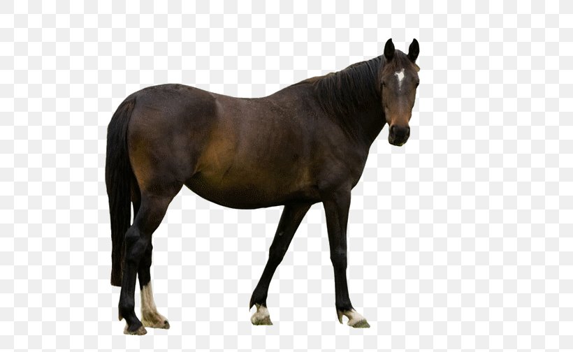 Horse Animal Figure Mare Mane Stallion, PNG, 600x504px, Horse, Animal Figure, Liver, Mane, Mare Download Free