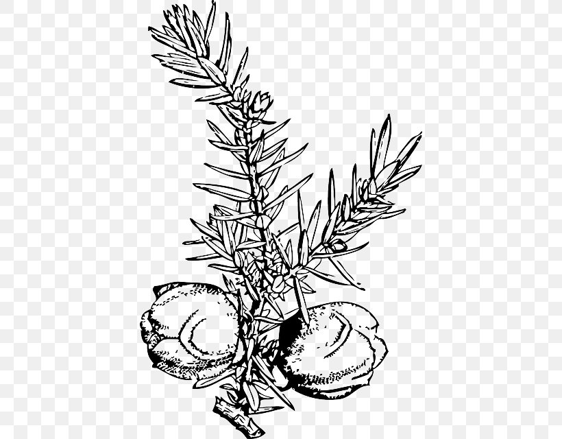 Juniper Berry Clip Art, PNG, 412x640px, Juniper, Artwork, Berry, Black And White, Blueberry Download Free