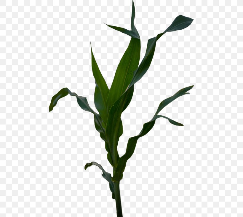 Plant Stem Grasses Corn Belt Maize Flower, PNG, 489x732px, Plant Stem, Branch, Commodity, Corn Belt, Family Download Free