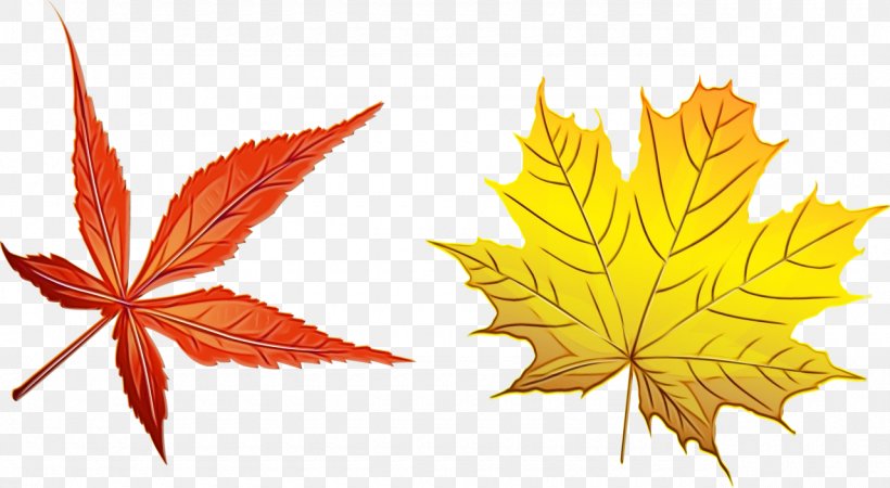 Autumn Leaf Drawing, PNG, 1280x703px, Maple Leaf, Autumn, Autumn Leaf Color, Black Maple, Deciduous Download Free