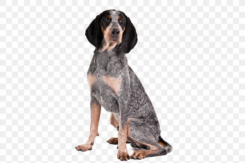 Bluetick Coonhound Treeing Walker Coonhound American English Coonhound Black And Tan Coonhound Redbone Coonhound, PNG, 1170x780px, Bluetick Coonhound, American English Coonhound, American Kennel Club, Austrian Black And Tan Hound, Black And Tan Coonhound Download Free