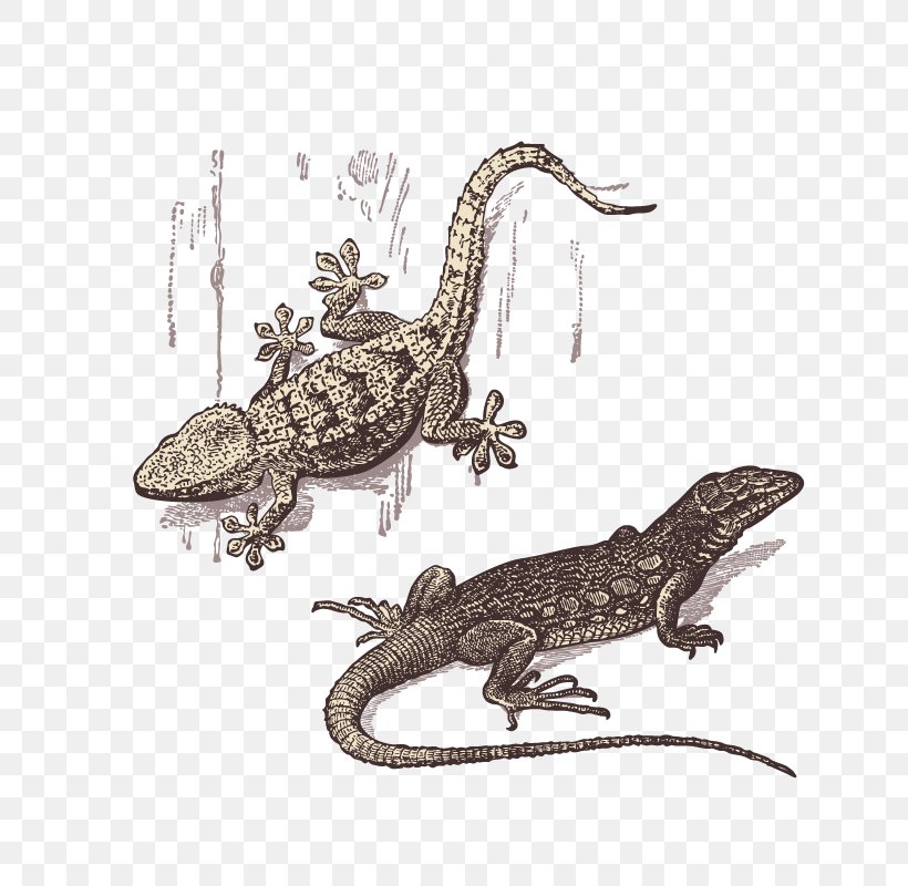 Lizard Gecko Reptile, PNG, 800x800px, Lizard, Animal, Crocodilia, Fauna, Gecko Download Free