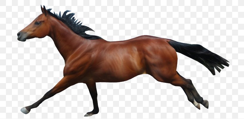Mane Mustang Stallion Rein Mare, PNG, 736x401px, Mane, Animal, Animal Figure, Bridle, Chestnut Download Free