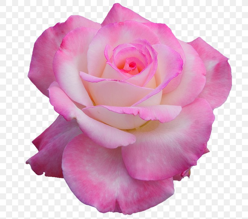 Flower Hybrid Tea Rose Nancy's Salon Clip Art, PNG, 734x725px, Flower, China Rose, Cut Flowers, Floribunda, Flower Bouquet Download Free