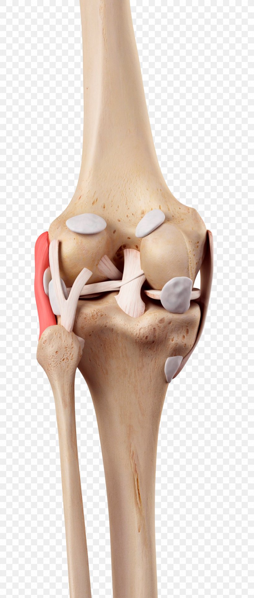 Knee Medial Collateral Ligament Fibular Collateral Ligament Anterior Cruciate Ligament, PNG, 1027x2418px, Knee, Anterior Cruciate Ligament, Bone, Coronal Plane, Cruciate Ligament Download Free