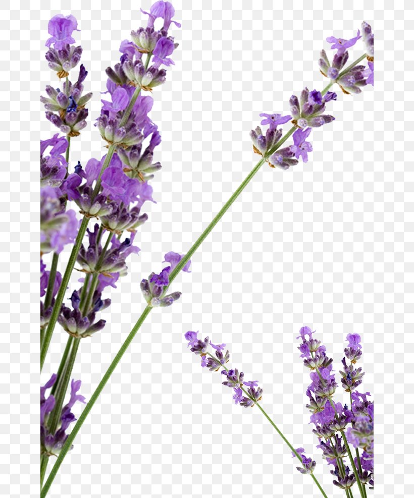 Lavender Petal Huocheng County Soap, PNG, 660x987px, Lavender, Bathing, Cosmetics, English Lavender, Essential Oil Download Free