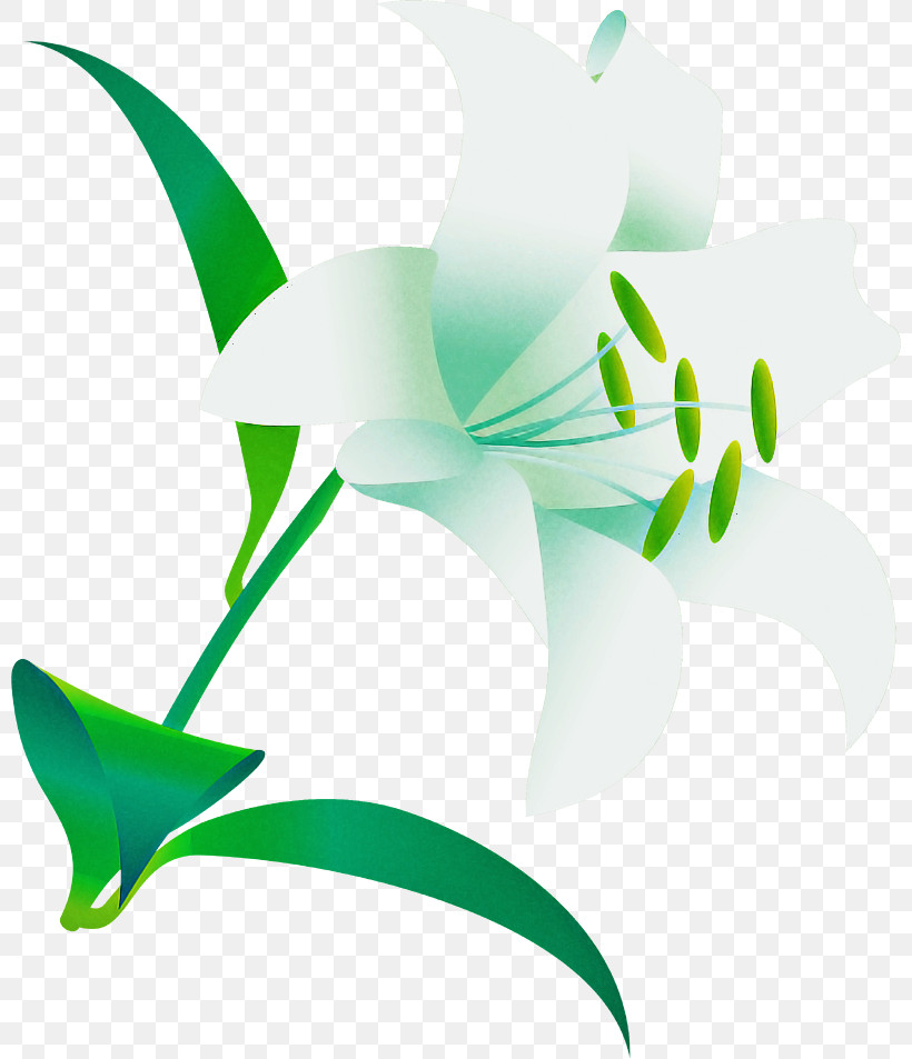 Lily Flower, PNG, 800x953px, Lily Flower, Biology, Flower, Green, Leaf Download Free