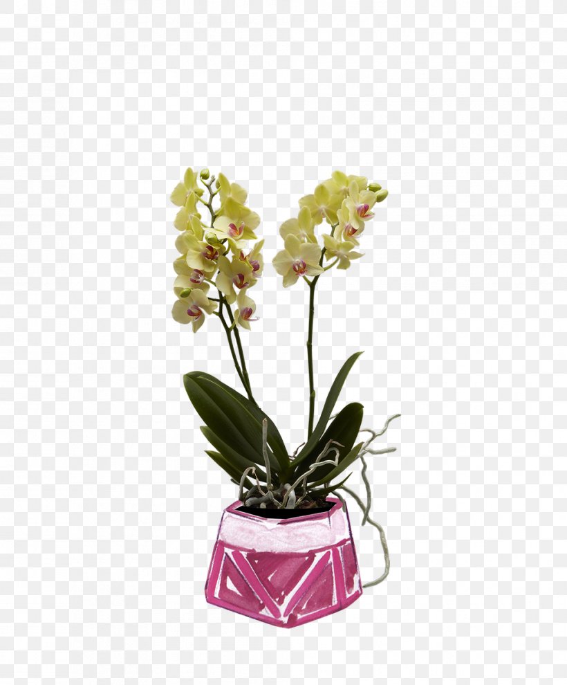 Moth Orchids Cut Flowers Boat Orchid, PNG, 993x1200px, Moth Orchids, Artificial Flower, Begonia, Blossom, Boat Orchid Download Free