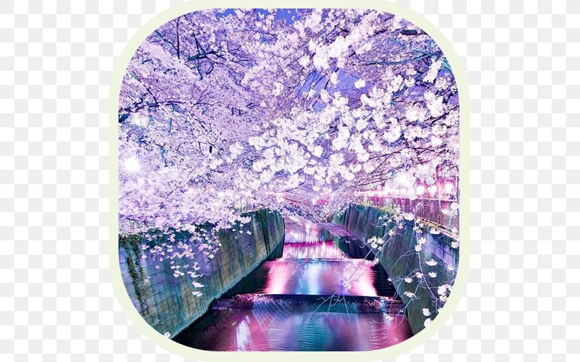 National Cherry Blossom Festival Japan Desktop Wallpaper, PNG, 512x512px, National Cherry Blossom Festival, Blossom, Cherry, Cherry Blossom, Flower Download Free