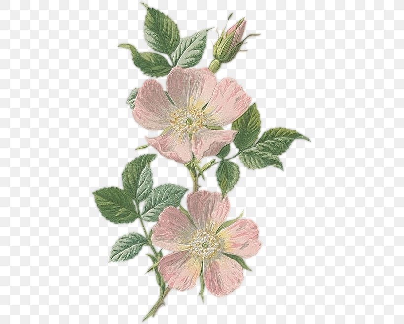 Tattoo Dog-rose Illustration Drawing Pink, PNG, 453x658px, Tattoo, Body Art, Botanical Illustration, Botany, Cinquefoil Download Free