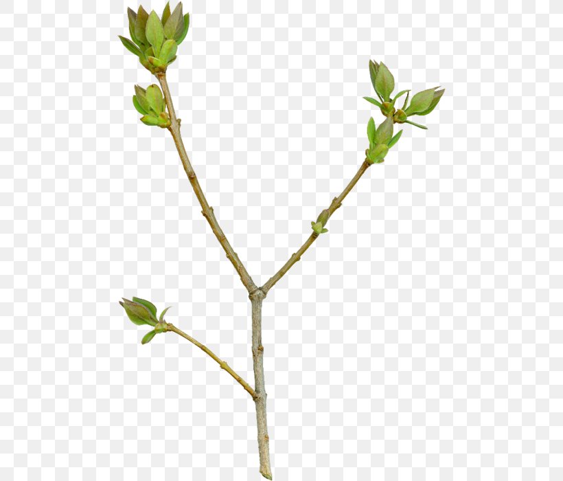 Twig Computer Software Clip Art, PNG, 479x700px, Twig, Auglis, Blog, Branch, Computer Software Download Free