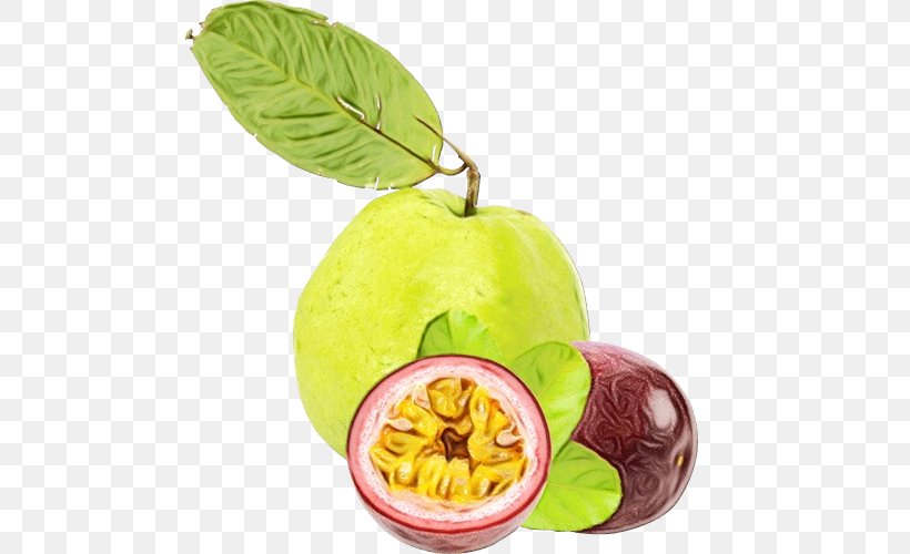 Apple Tree, PNG, 505x500px, Food, Accessory Fruit, Apple, Common Guava, Diet Download Free