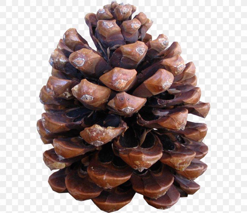 Conifer Cone Stone Pine Pinus Halepensis Pine Nut Conifers, PNG, 1302x1121px, Conifer Cone, Apple, Apples, Chimney, Chimney Fire Download Free