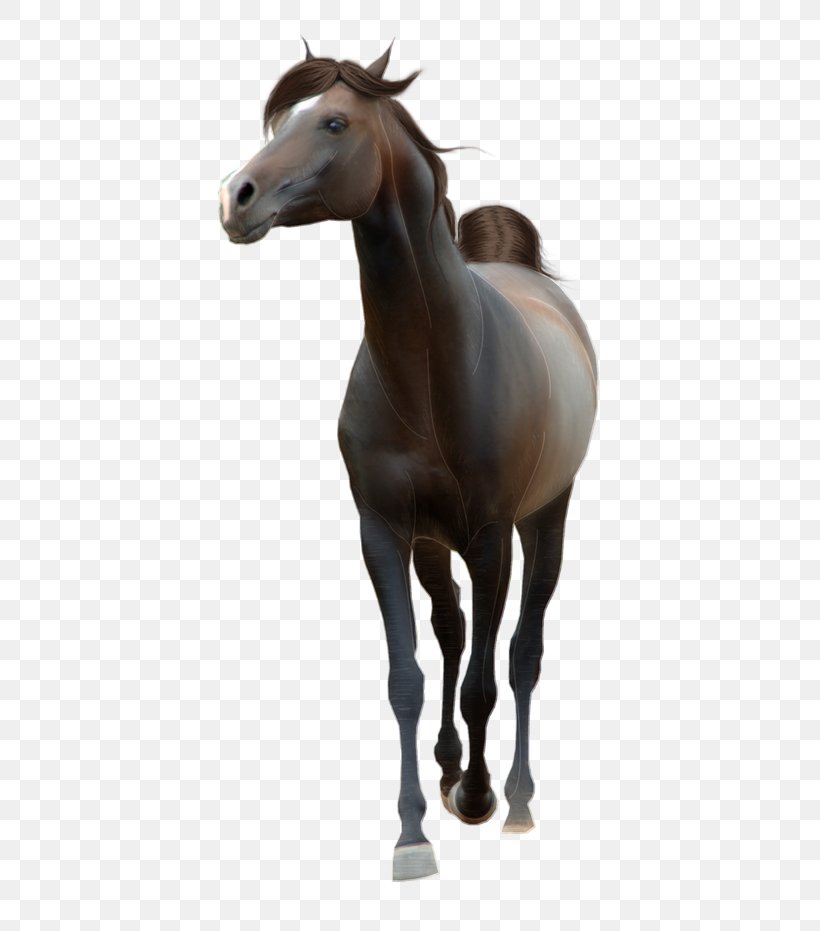 Horse Pony Clip Art Stallion, PNG, 500x931px, Horse, Colt, Equus, Foal, Halter Download Free