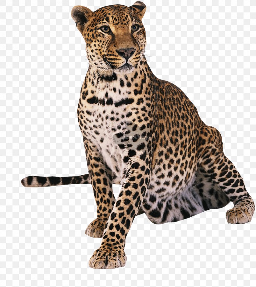 Leopard Cheetah Tiger T-shirt, PNG, 856x963px, Leopard, Animal, Big Cats, Carnivoran, Cat Like Mammal Download Free