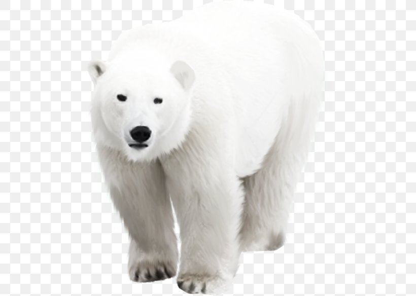 Polar Bear Arctic, PNG, 500x584px, Polar Bear, Arctic, Bear, Carnivoran, Fur Download Free