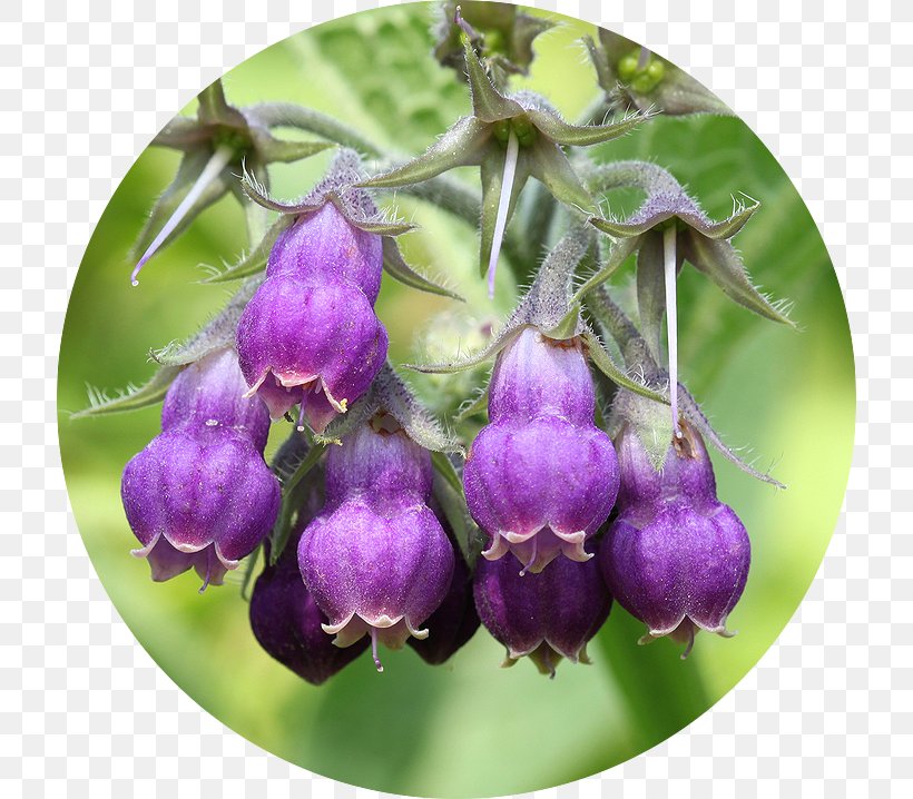 Common Comfrey Allantoin Pyrrolizidine Alkaloid Keratolytic, PNG, 718x718px, Common Comfrey, Allantoin, Chemical Substance, Comfrey, Desquamation Download Free