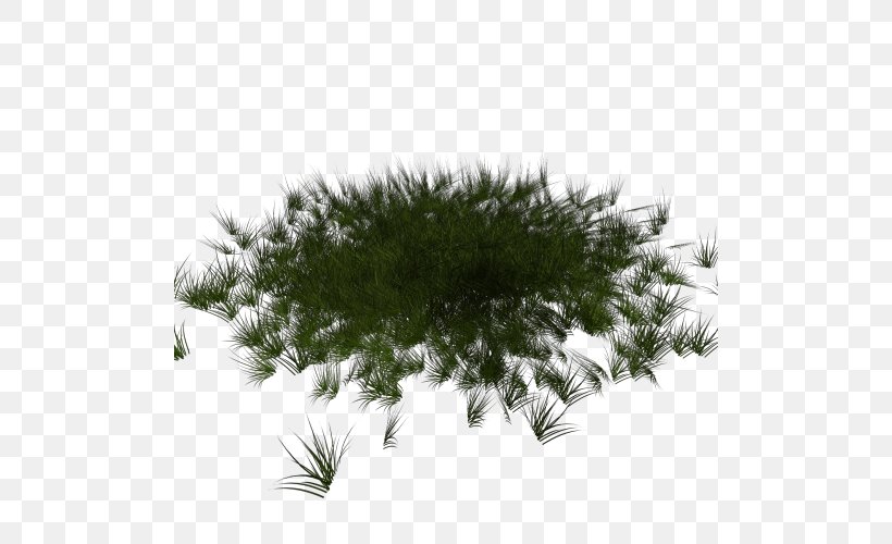 Fir Database Spruce Lawn Pine, PNG, 500x500px, Fir, Asset, Branch, Conifer, Database Download Free