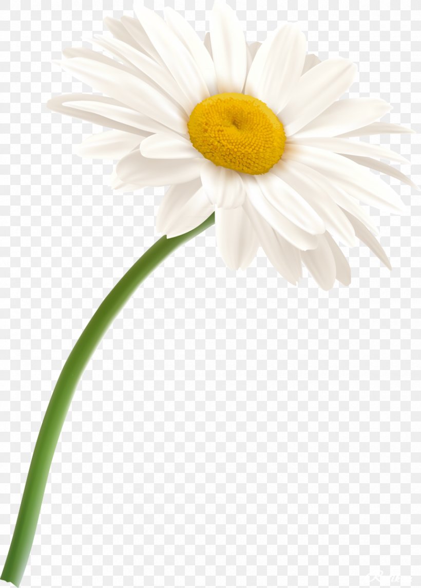 German Chamomile Flower Oxeye Daisy, PNG, 860x1200px, German Chamomile, Chamaemelum Nobile, Chamomile, Chrysanths, Cut Flowers Download Free