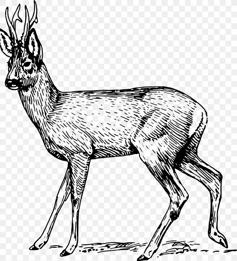 Roe Deer Musk Deers Clip Art, PNG, 2184x2400px, Deer, Animal Figure, Antelope, Antler, Black And White Download Free