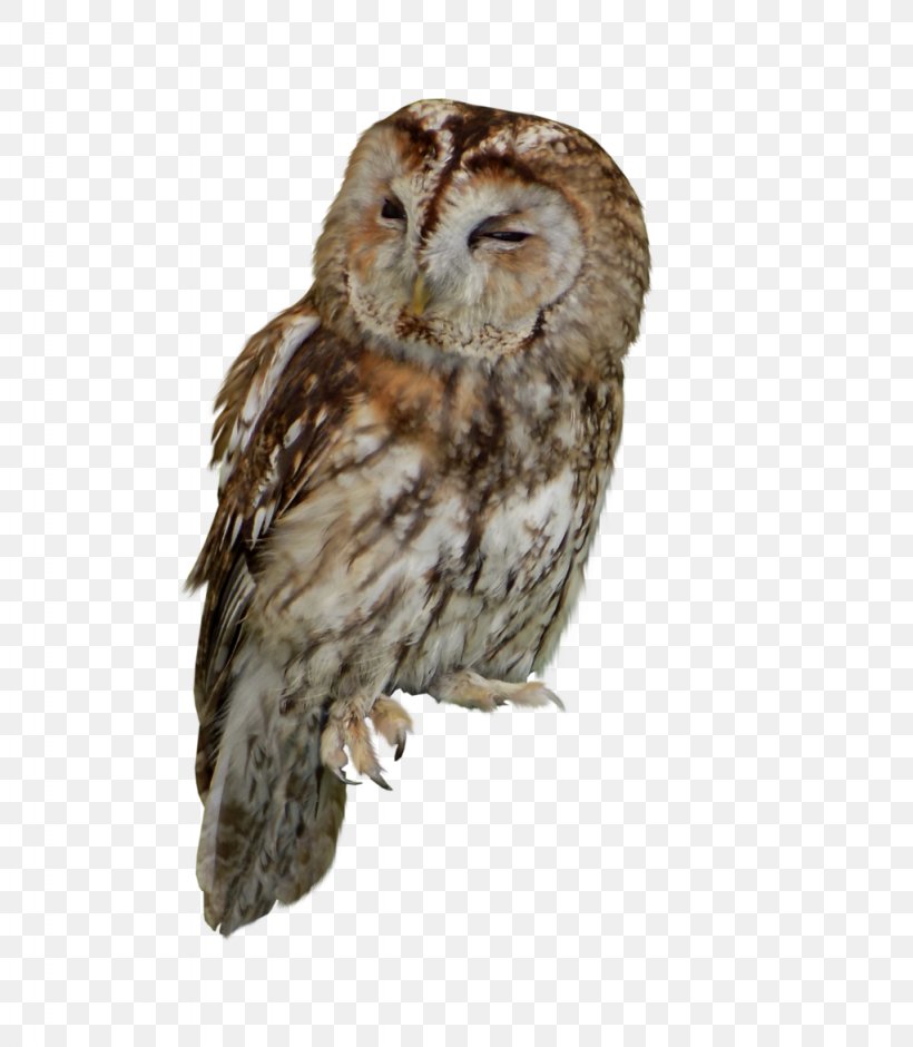 Tawny Owl Bird Of Prey, PNG, 1024x1175px, Owl, Animal, Barn Owl, Beak, Bird Download Free