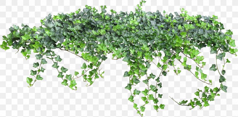 Vine Animation Clip Art, PNG, 1679x827px, Vine, Animation, Herb, Ivy, Leaf Download Free