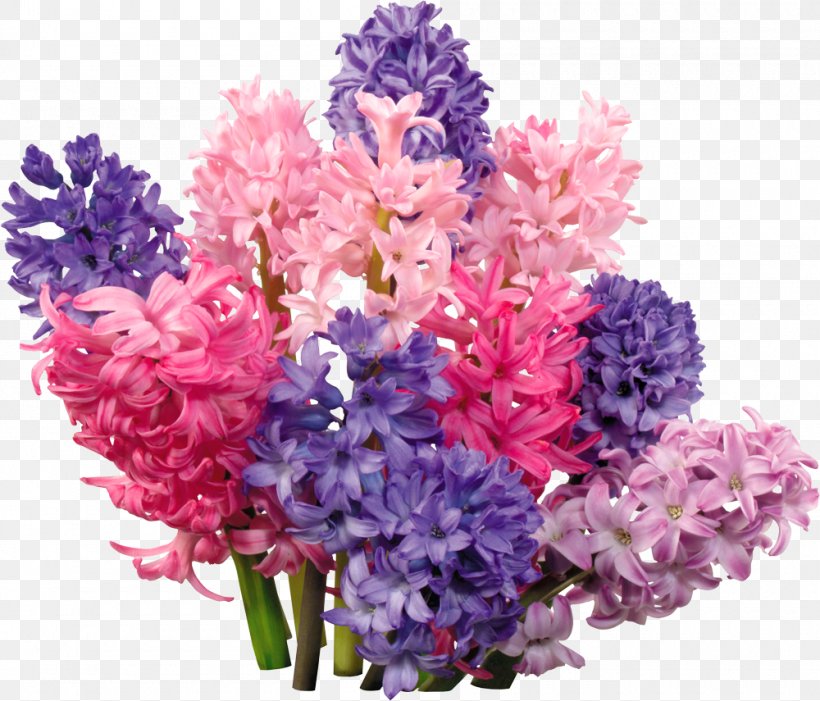 Hyacinth Flower Clip Art, PNG, 1000x855px, Hyacinth, Annual Plant, Artificial Flower, Bulb, Cut Flowers Download Free