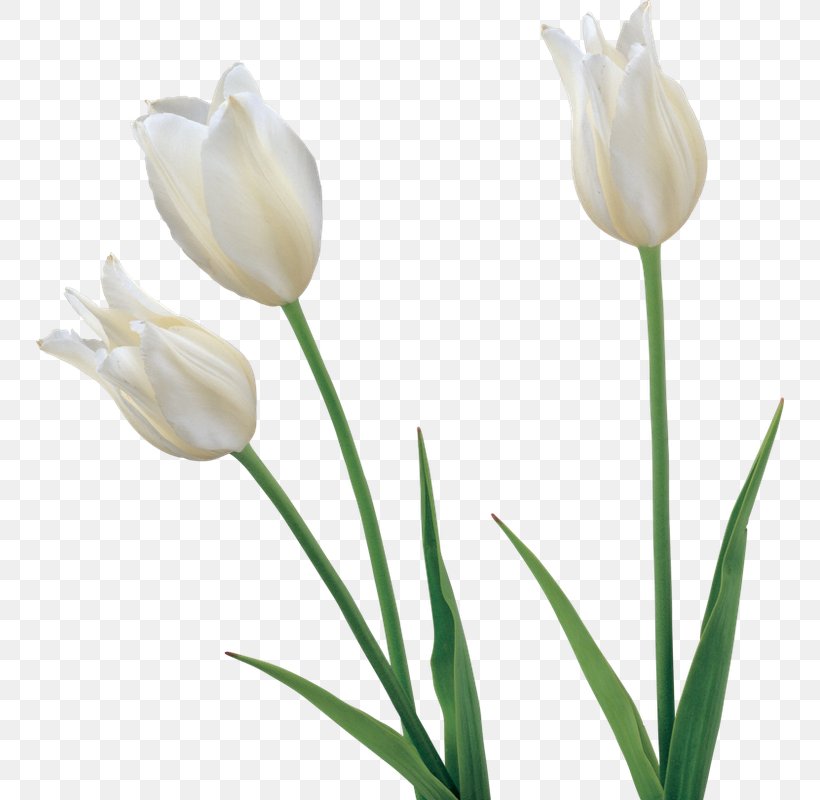 Tulip Flower Clip Art, PNG, 748x800px, Tulip, Blue Rose, Blume, Bud, Crocus Download Free