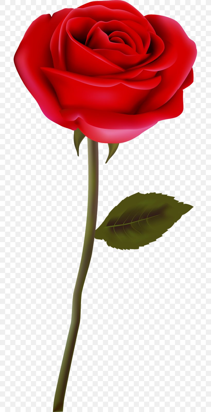 Garden Roses Flower Clip Art, PNG, 713x1600px, Garden Roses, Blue Rose, Cut Flowers, Floral Design, Floristry Download Free
