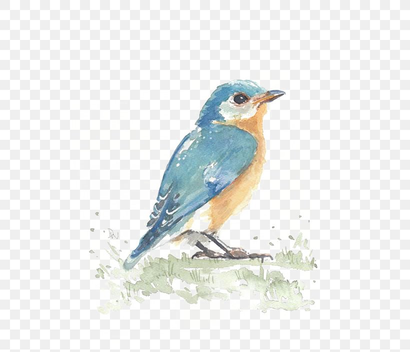Hummingbird Watercolor Painting Visual Arts, PNG, 564x705px, Bird, Art, Beak, Blue, Blue Jay Download Free
