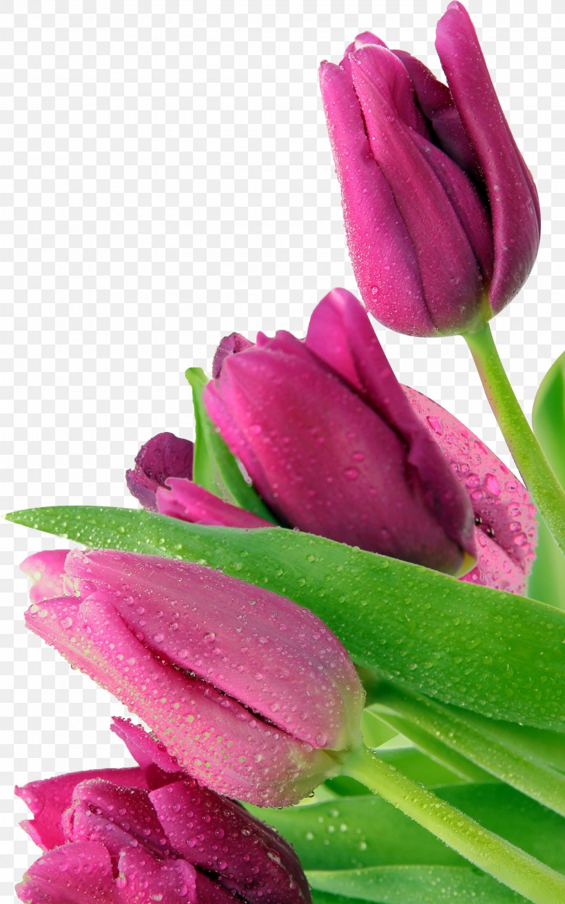 Tulip Android Make It To The Top Mother, PNG, 2580x4130px, Tulip, Android, Archive File, Close Up, Flower Download Free